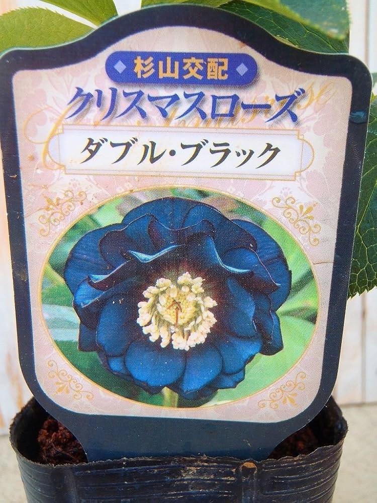 Amazon.co.jp: クリスマスローズ苗 ダブルブラック 杉山交配 9cmポット